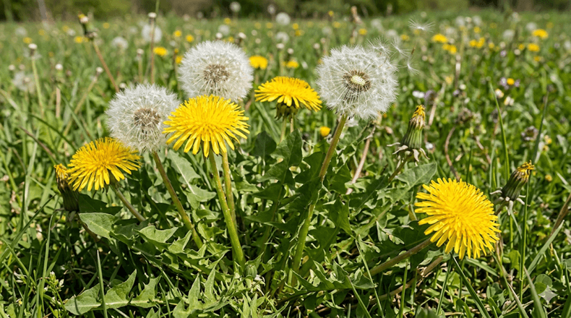 Common Dandelion